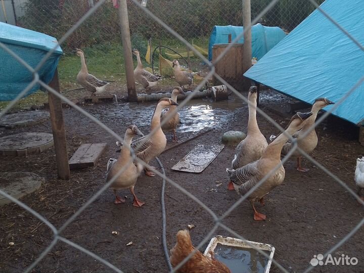 Гуси 5 месяцев