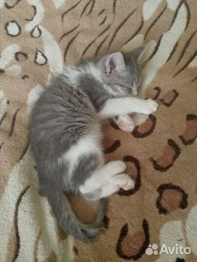 Котята в добрые руки бесплатно
