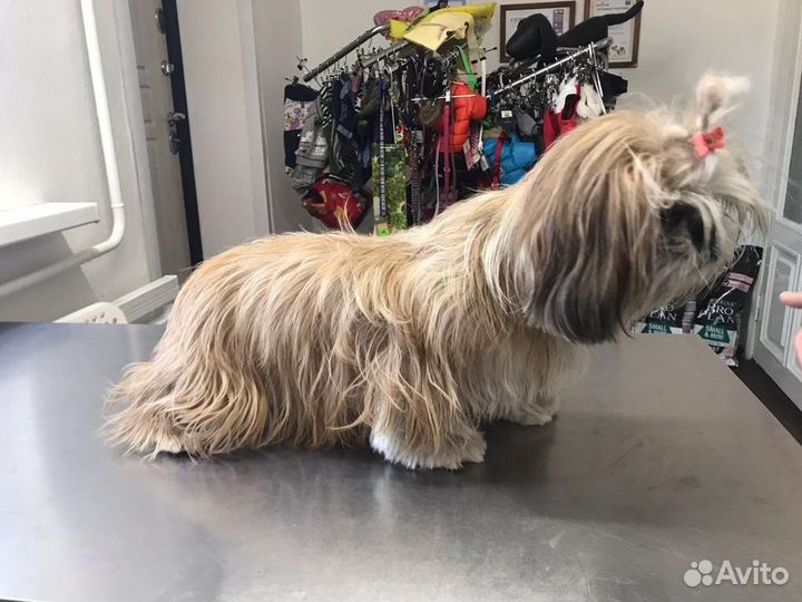 Услуги грумера