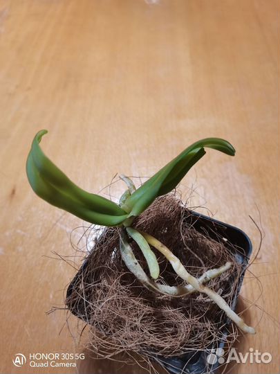 Ринхостилис Гигантея