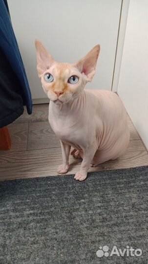 Отдам кошку
