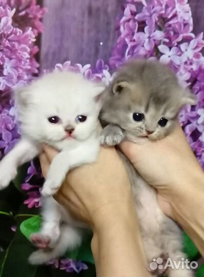 Котята британской шиншиллы