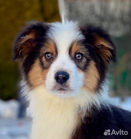 Австралийская овчарка (аусси) щенки