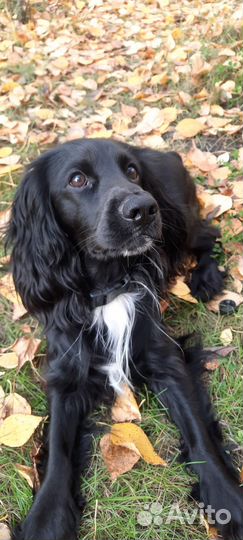 Вязка собак