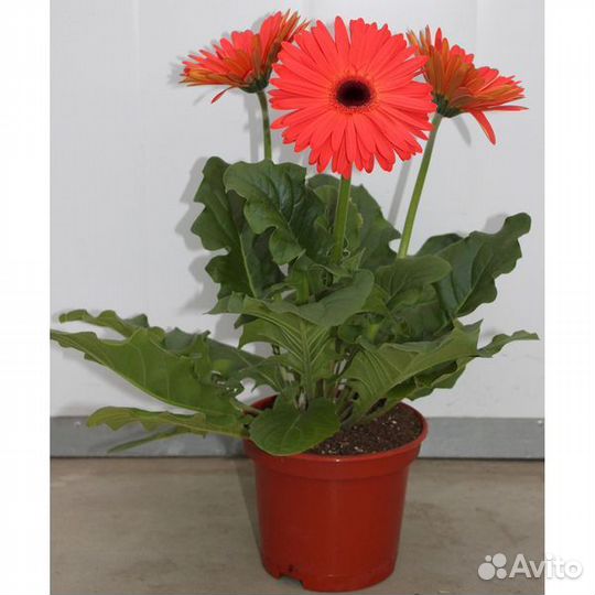 Гербера (саженцы)