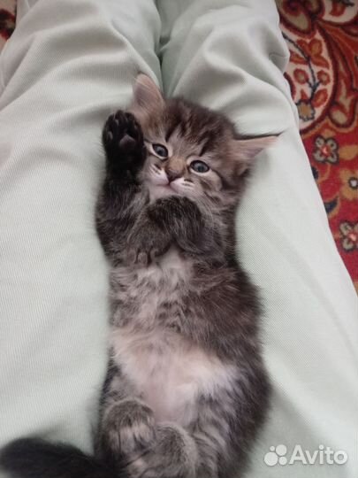 Котенок девочка