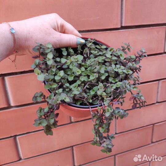 Кализия Зеленая Мелколистная