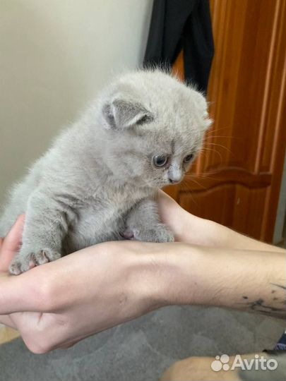 Продаются котята