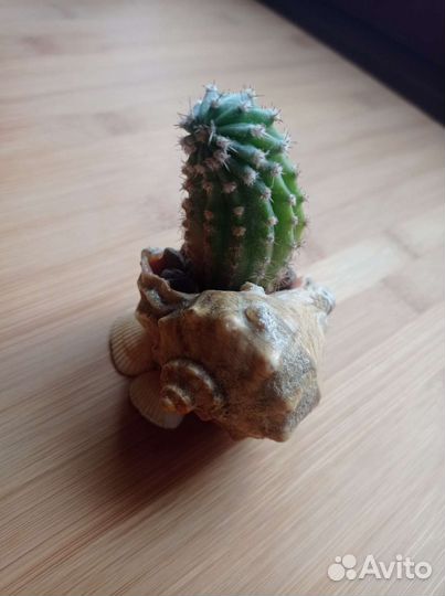 Кактусы и суккуленты