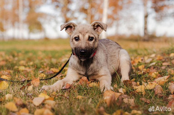 Щенок из приюта ищет семью