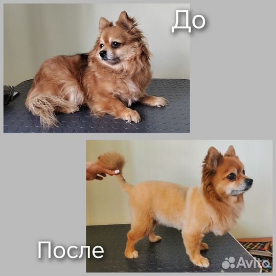 Грумер стрижка собак и кошек