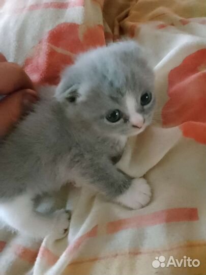 Шотландская