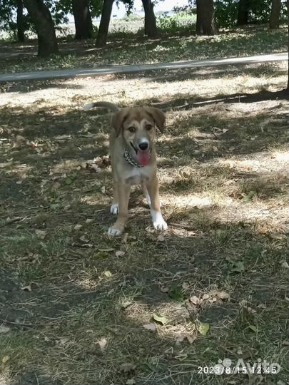 Щенок в дар