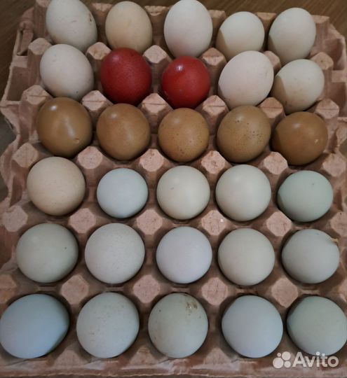 Яйцо куриное, индюшиное инкубационное