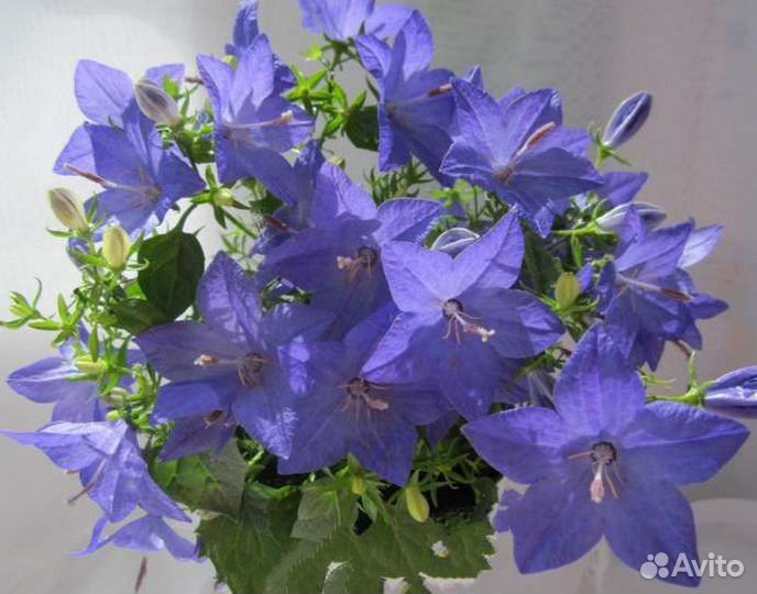 Кампанула жених и невеста