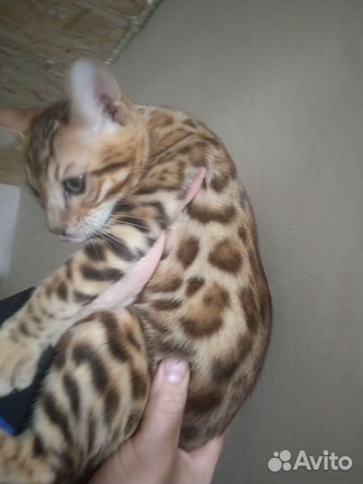 Бенгальский котëнок