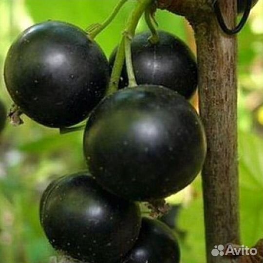 Черная смородина