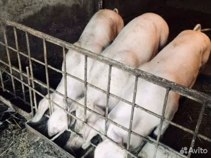 Семя хряков