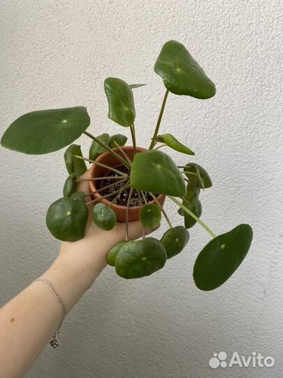 Пилея пеперомиевидная