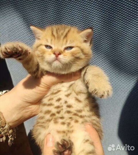 Клубные британцы золотая шиншилла