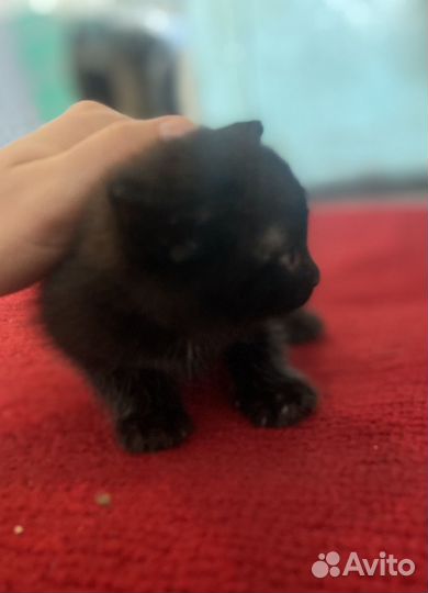 Котята