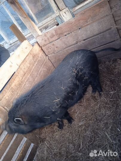 Продаю хряка