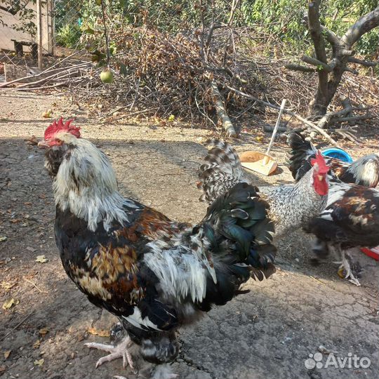Петухи Фавероль