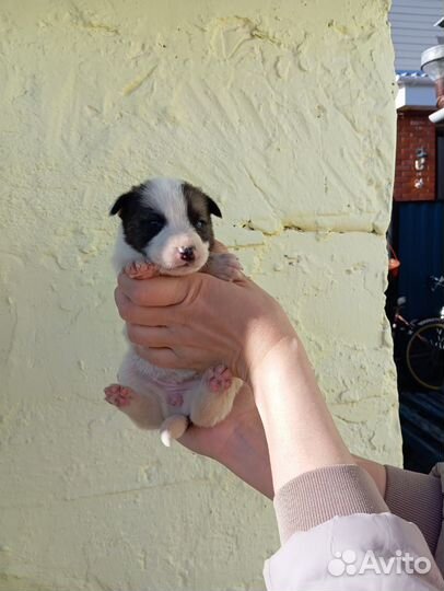 В добрые руки