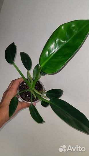 Филодендроны