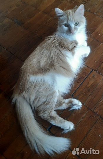 Отдам в добрые руки