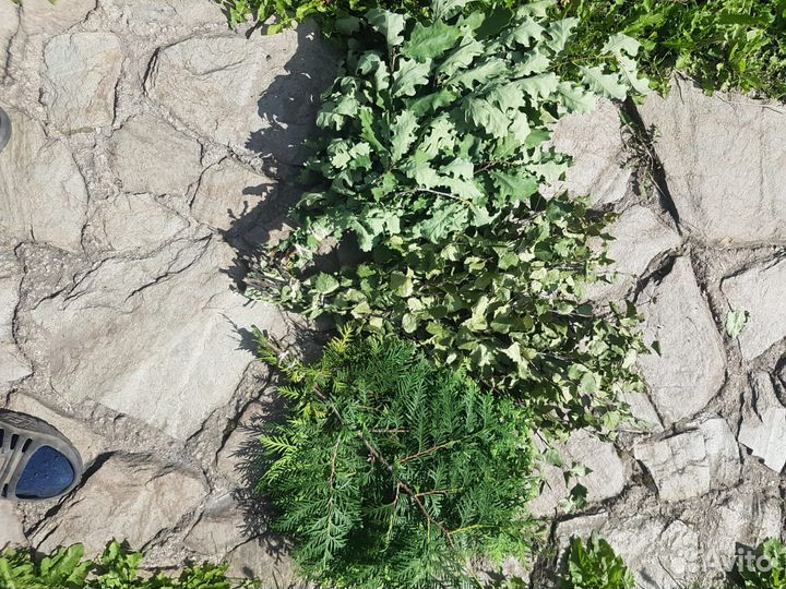 Веники для бани