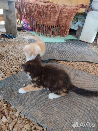 Котята в добрые руки бесплатно