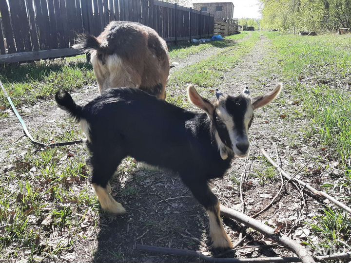 Козлик на племя