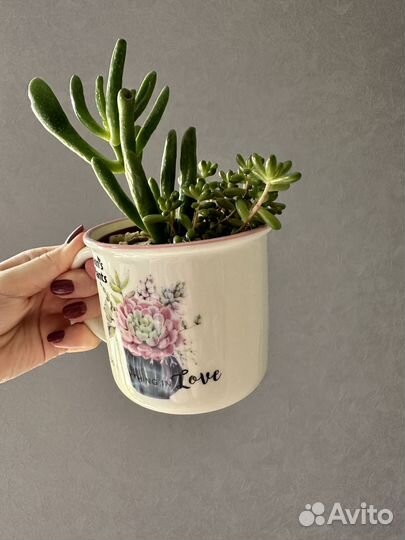Флорариум в чашке, подарок мини-садик