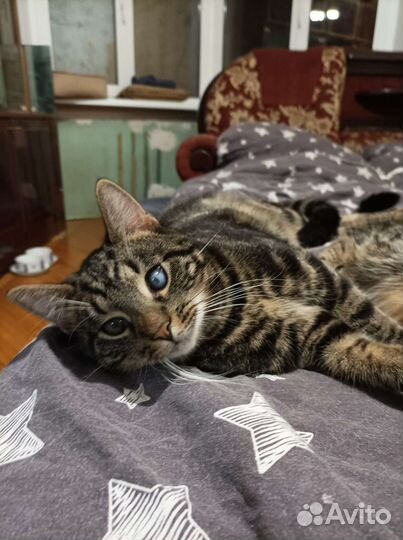 Котик Оскар в добрые руки. В дар