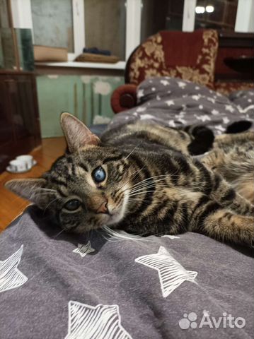 Котик Оскар в добрые руки. В дар