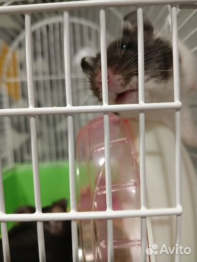 Сирийские хомячки