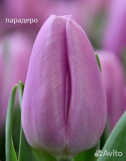 Луковицы тюльпана после выгонки упаковка