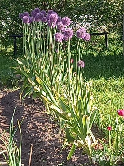 Лук анзур,под заказ