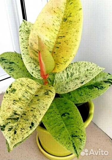 Фикус эластика шривериана