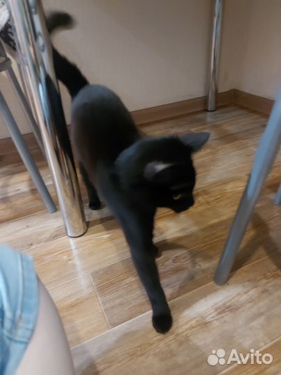 Кошка