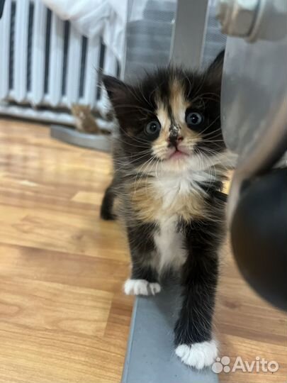 Котята мейн-кун