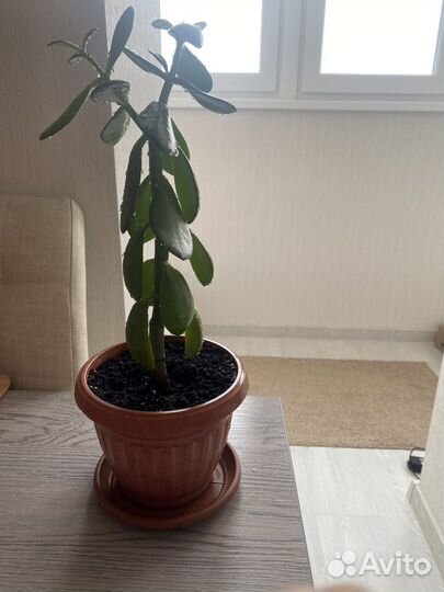 Толстянка (денежное дерево)