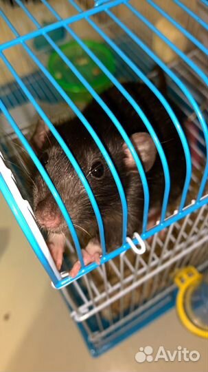 Декоративная крыса дамбо