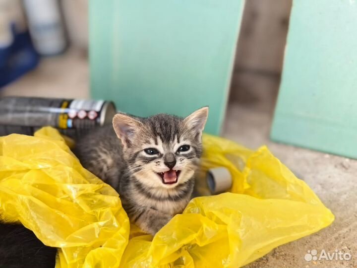 Котята бесплатно