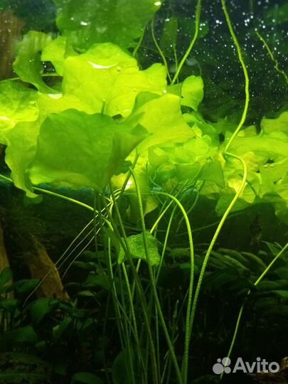 Аквариумные растения
