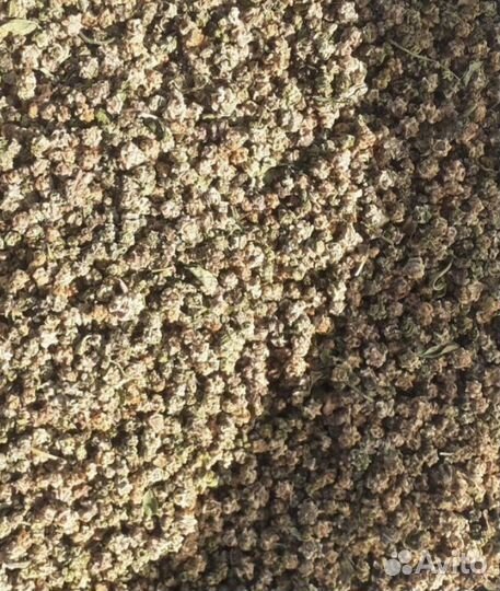 Семена кормовой свеклы