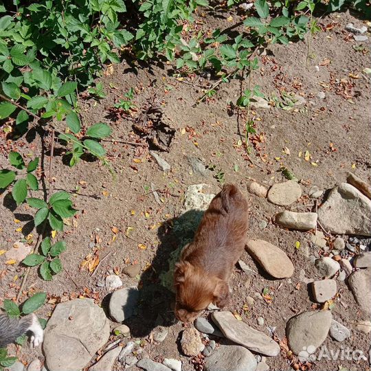 Щенок миниатюрной собачки