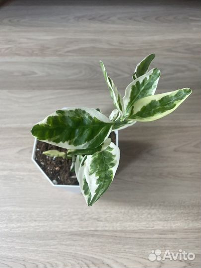 Комнатные цветы педилантус