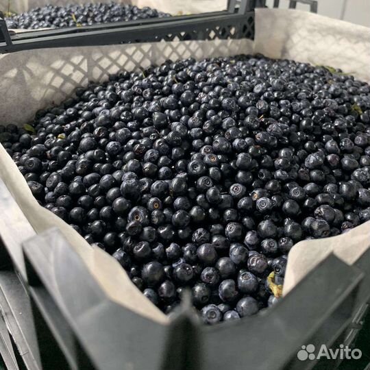 Черника, брусника, клюква, жимолость, вишня, ягода